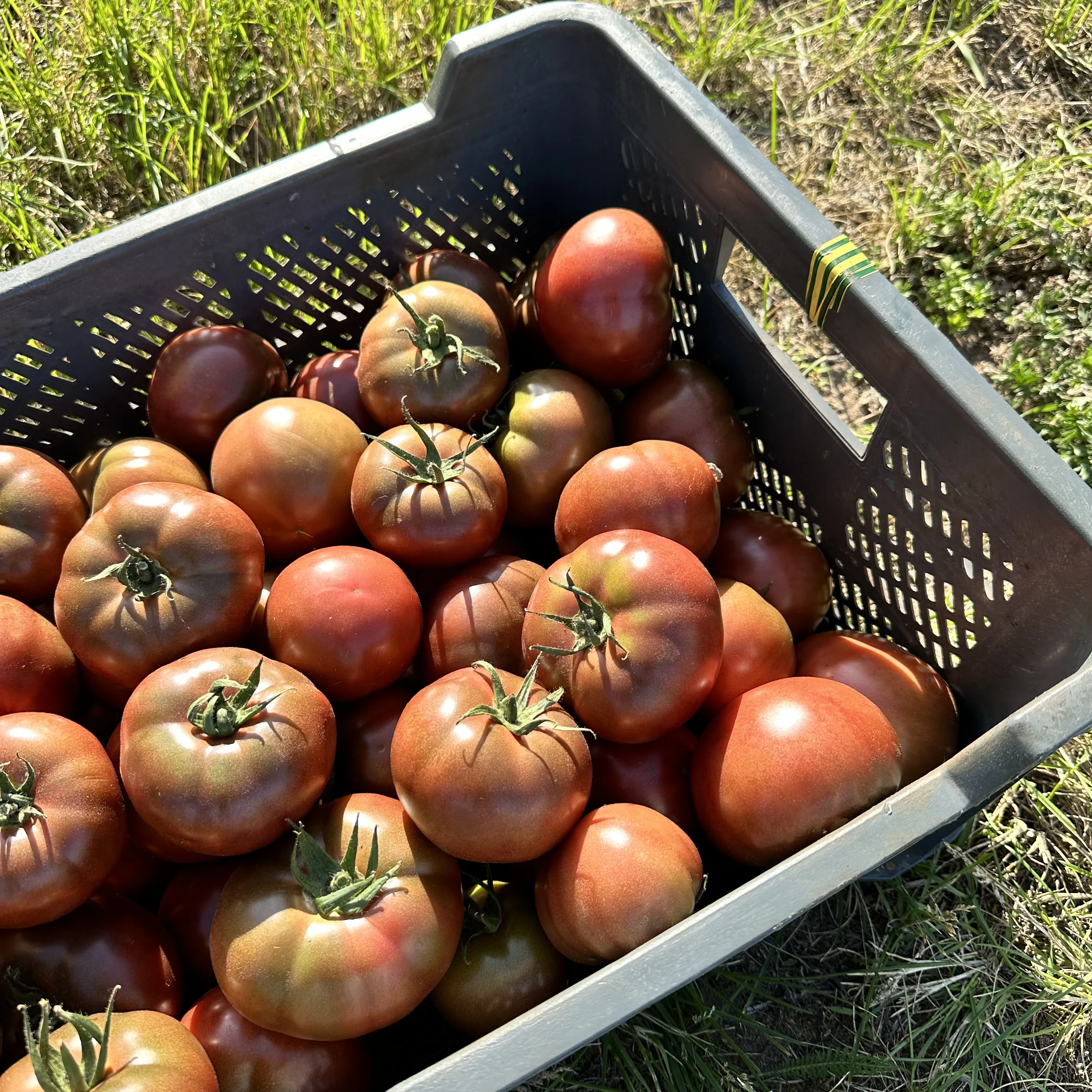Pomidory czekoladowe w skrzynce od producenta