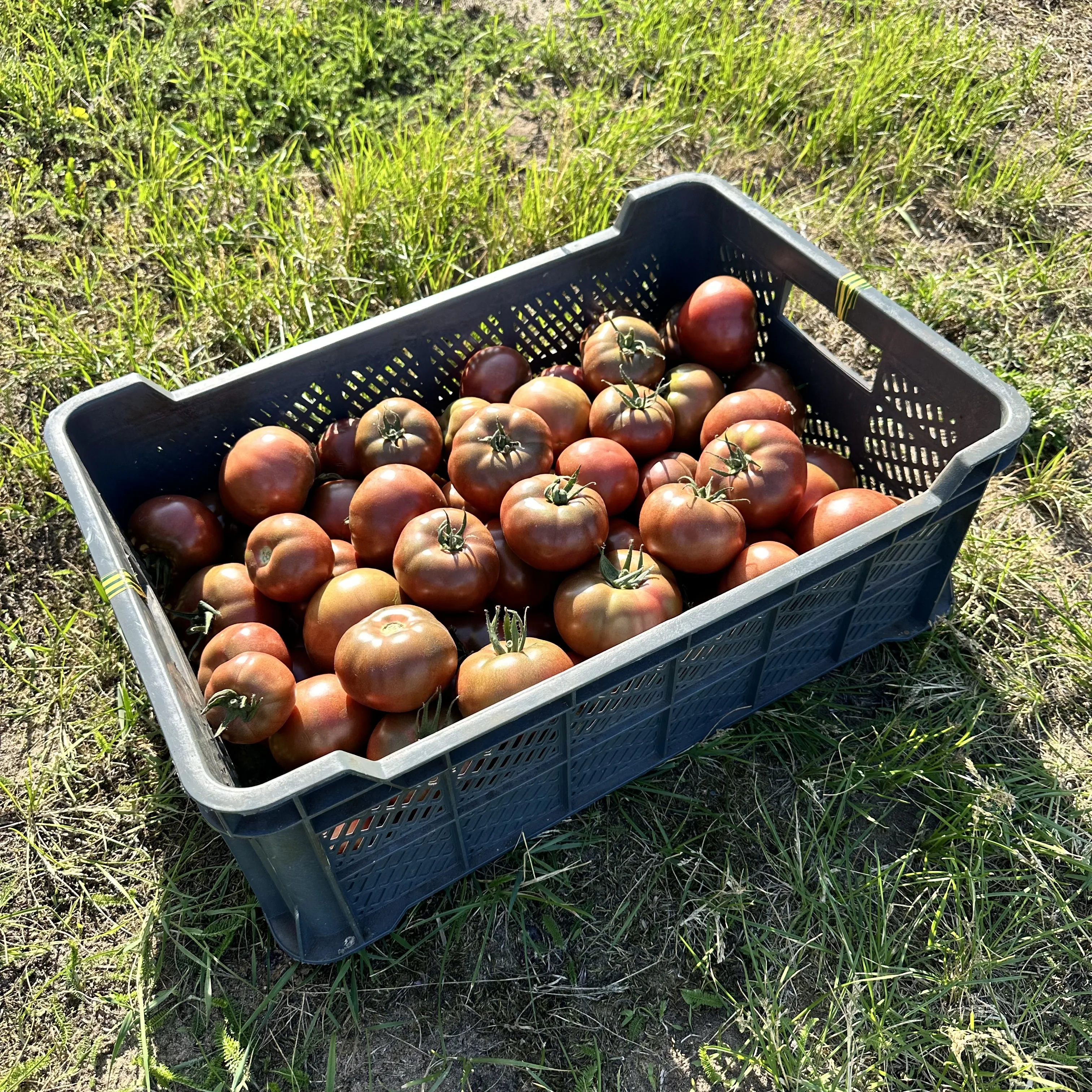 Zbiór pomidorów czekoladowych pod Grudziądzem