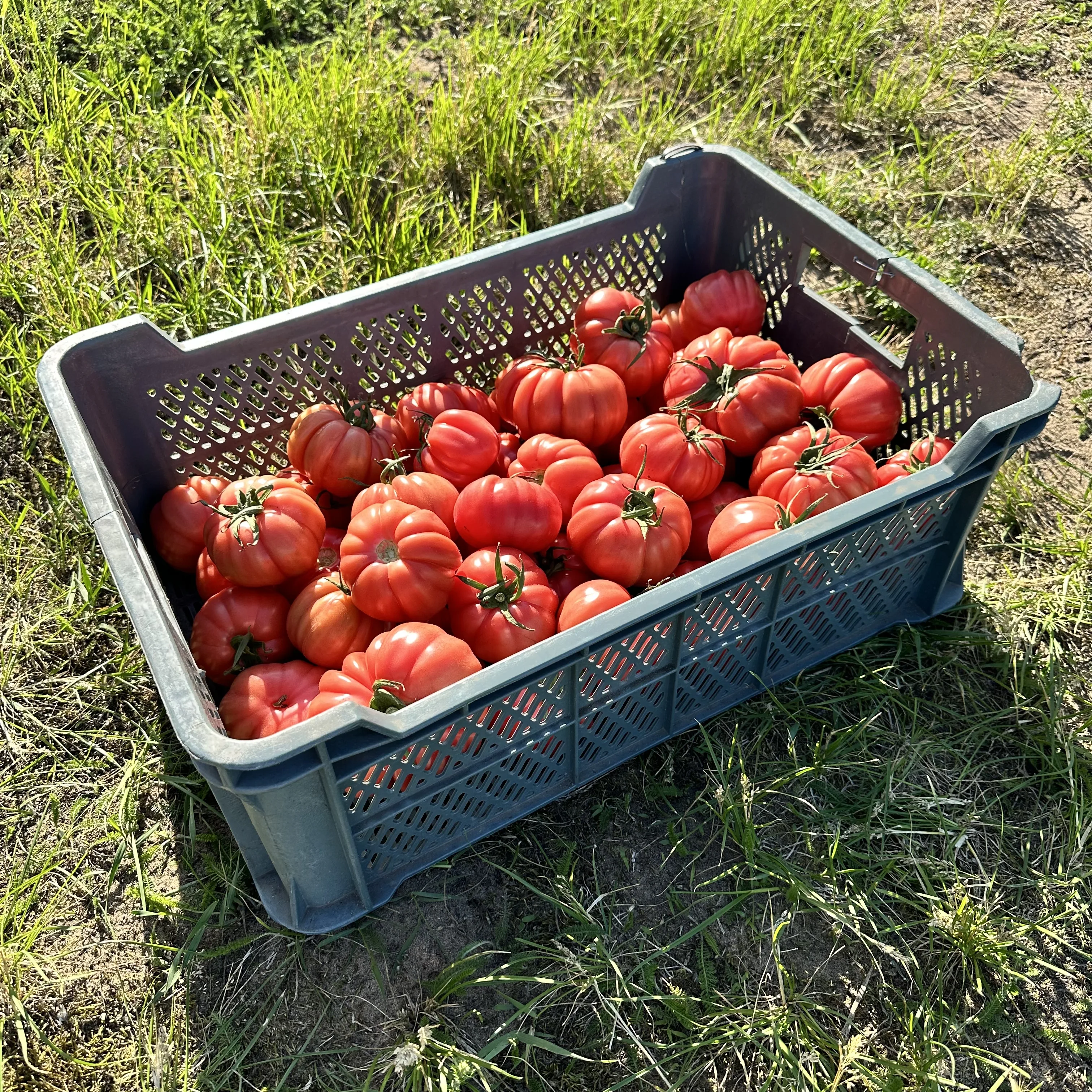 Skrzynka pomidorów Rosamunda - smak z dawnych lat